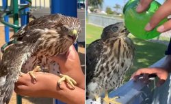 Skandal Olay: Koruma Altındaki Şahine Alkol İçirdi, Hapis Cezası Aldı