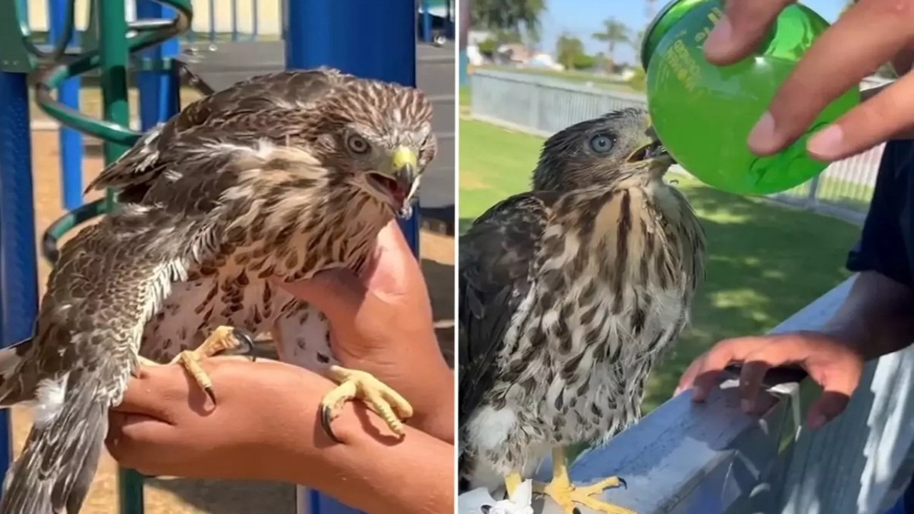 Skandal Olay: Koruma Altındaki Şahine Alkol İçirdi, Hapis Cezası Aldı